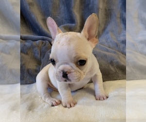 French Bulldog Puppy for sale in JOHNS ISLAND, SC, USA