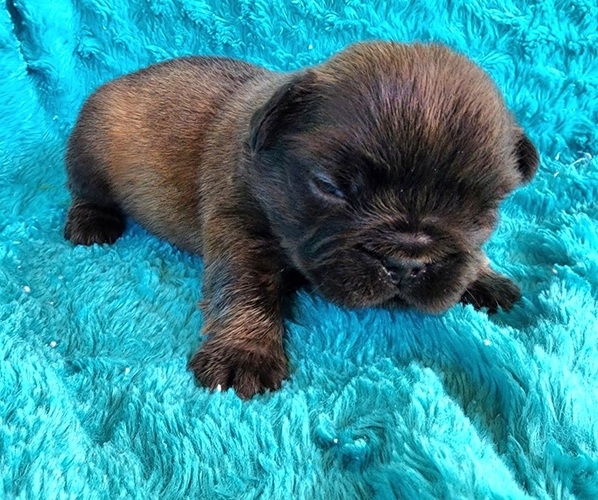 Medium Photo #1 French Bulldog Puppy For Sale in LAS VEGAS, NV, USA