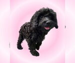 Small Cavalier King Charles Spaniel Mix