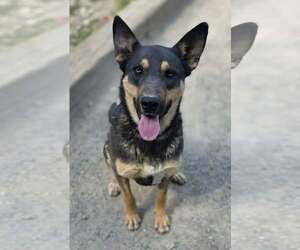 German Shepherd Dog-Unknown Mix Dogs for adoption in Woodsfield, OH, USA