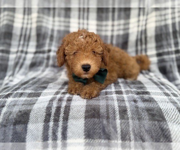 Medium Photo #2 Aussiedoodle Miniature  Puppy For Sale in LAKELAND, FL, USA