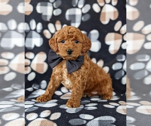 Cockapoo-Poodle (Miniature) Mix Puppy for sale in NEW HOLLAND, PA, USA