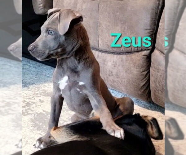Medium Photo #2 American Pit Bull Terrier-Unknown Mix Puppy For Sale in Des Moines, IA, USA