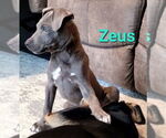 Small #1 American Pit Bull Terrier Mix