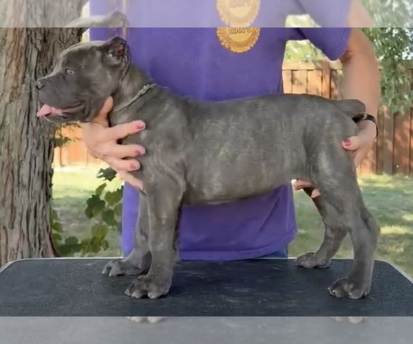 Medium Photo #1 Cane Corso Puppy For Sale in CAMBY, IN, USA
