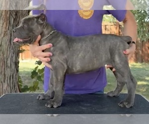 Cane Corso Puppy for sale in CAMBY, IN, USA