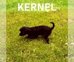 Small #2 YorkiePoo