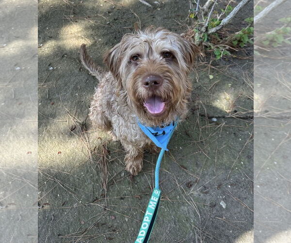 Medium Photo #4 Wirehaired lab Puppy For Sale in Newport Beach, CA, USA
