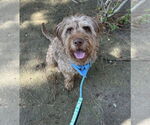 Small #3 Wirehaired lab
