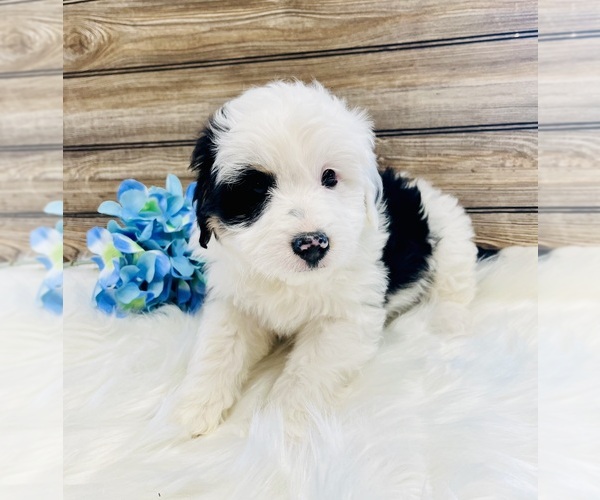 Medium Photo #1 Aussiedoodle Miniature  Puppy For Sale in HAMILTON, MI, USA