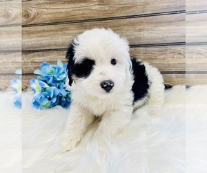Aussiedoodle Miniature  Puppy for sale in HAMILTON, MI, USA