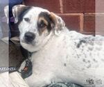 Small #7 Basset Hound Mix