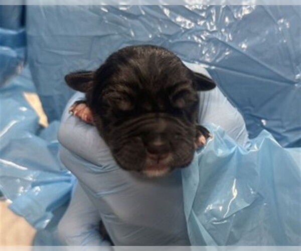 Medium Photo #1 Rottweiler-Unknown Mix Puppy For Sale in San Bernardino, CA, USA