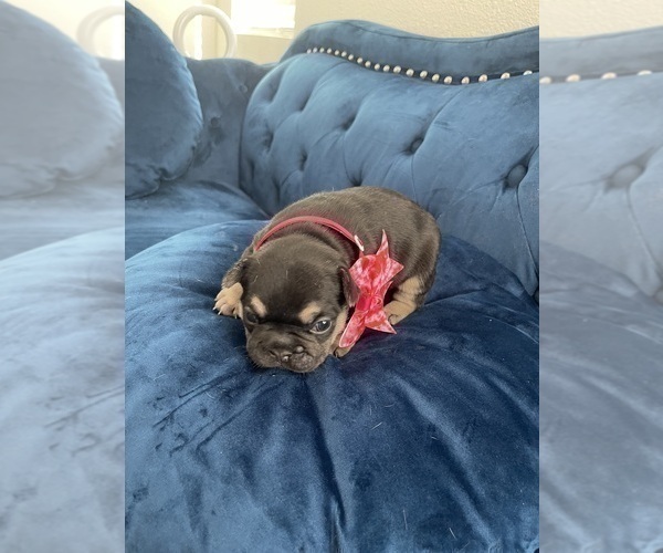 Medium Photo #17 French Bulldog Puppy For Sale in ENCINO, CA, USA