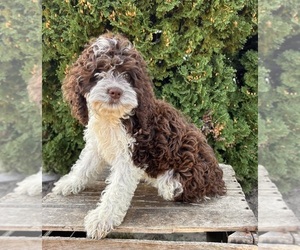 Cockapoo Puppy for sale in MIDDLEBURY, IN, USA