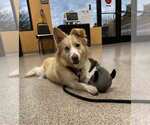 Small #9 Basset Hound-Siberian Husky Mix