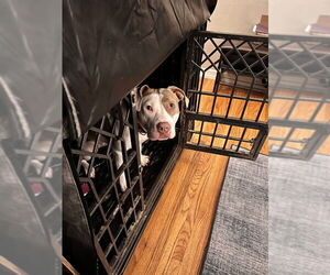 Morgan - Female American Bulldog-American Staffordshire Terrier Mix Dog for Adoption - Photo #10