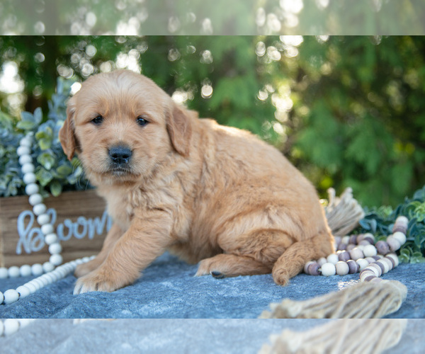 Medium Photo #16 Golden Retriever Puppy For Sale in NAPPANEE, IN, USA