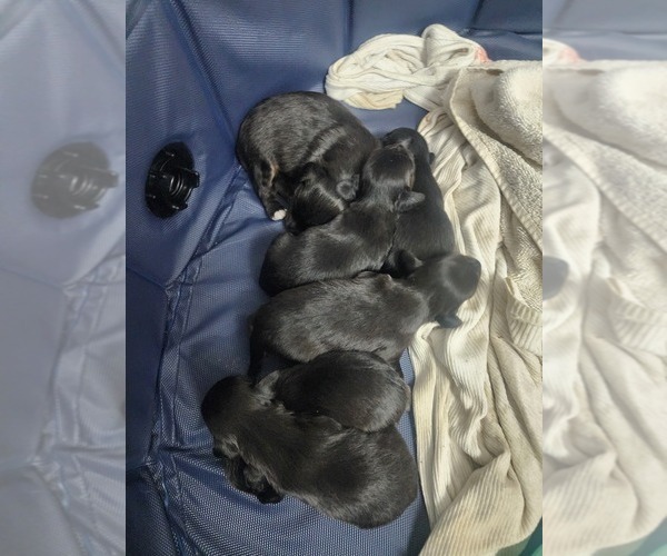 Medium Photo #16 Dachshund Puppy For Sale in DETROIT, MI, USA