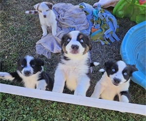 Miniature Australian Shepherd Puppy for sale in MILTON, WI, USA