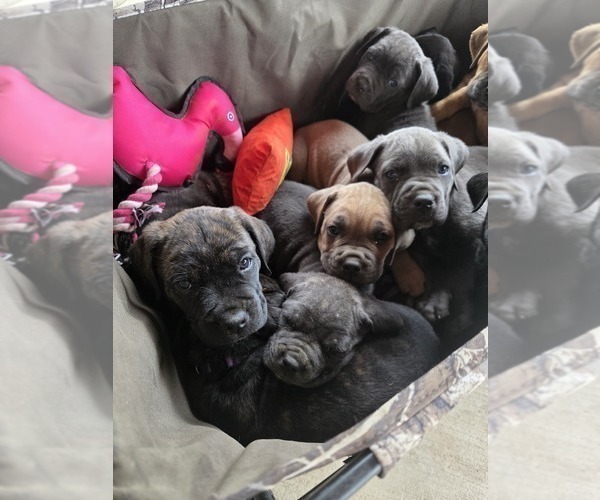 Medium Photo #3 Cane Corso Puppy For Sale in BLANCA, CO, USA