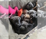 Small #2 Cane Corso