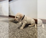Small #1 Labrador Retriever