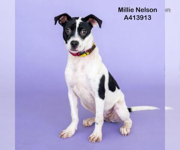 Medium Photo #2 Miniature Bull Terrier Puppy For Sale in Conroe, TX, USA