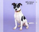 Small #1 Miniature Bull Terrier