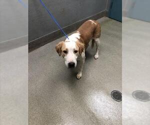 Mutt Dogs for adoption in Las Vegas, NV, USA