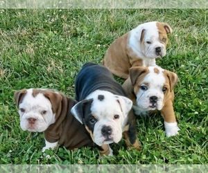 English Bulldog Puppy for sale in WESTVILLE, IN, USA