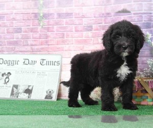 Sheepadoodle Puppy for sale in BEL AIR, MD, USA