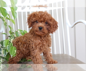 Cavalier King Charles Spaniel-Poodle (Toy) Mix Puppy for sale in SHILOH, OH, USA
