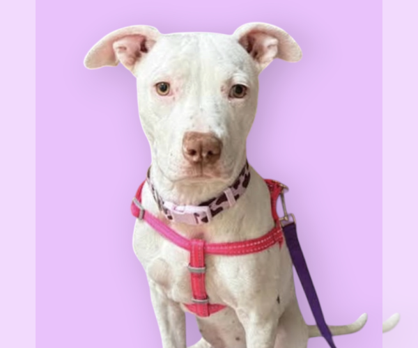 Medium Photo #1 Mutt Puppy For Sale in Rockville, MD, USA