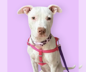 Mutt Dogs for adoption in Rockville, MD, USA