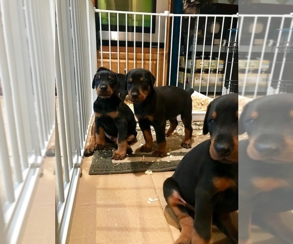 Medium Photo #3 Doberman Pinscher Puppy For Sale in BROUSSARD, LA, USA