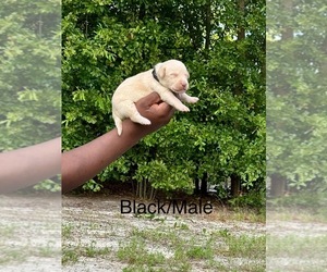 Labrador Retriever Litter for sale in JEFFERSON, SC, USA