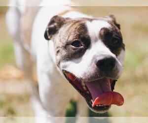 American Bulldog Dogs for adoption in Louisville, KY, USA