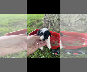 Pomapoo (Toy) Puppy for sale in NILES, MI, USA