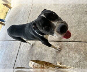 Labrador Retriever Dogs for adoption in San Antonio, TX, USA