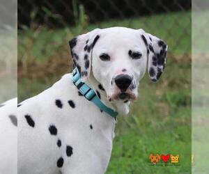 Dalmatian Dogs for adoption in Center Township, PA, USA