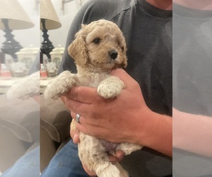 Cock-A-Poo Puppy for sale in OREGON CITY, OR, USA