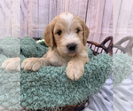 Small #5 Goldendoodle