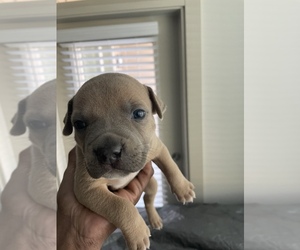 American Bully-American Staffordshire Terrier Mix Puppy for sale in ROCK HILL, SC, USA
