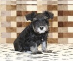 Small #3 Schnauzer (Miniature)