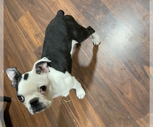 Faux Frenchbo Bulldog Puppy for sale in CHILLICOTHE, OH, USA