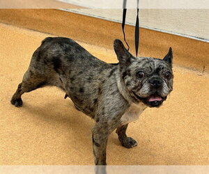 French Bulldog Dogs for adoption in Martinez, CA, USA