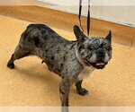 MARGO - Female French Bulldog Dog for Adoption - Small photo