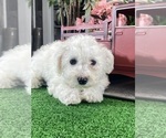 Small #4 Bichon Frise