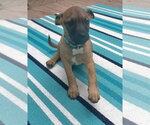 Small #6 Mountain Cur Mix